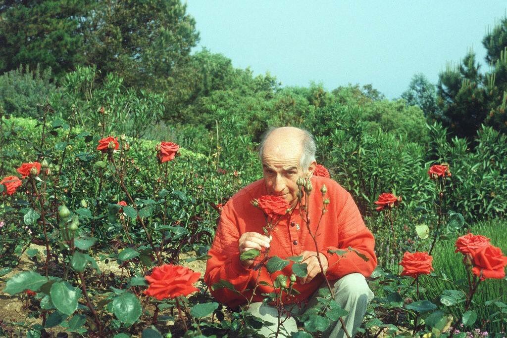 Луи де Фюнес обожал розы - фото актера.