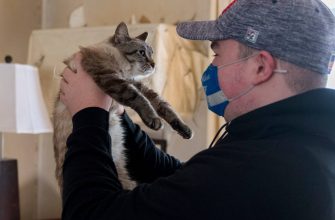 Кот, унесенный ураганом два года назад, вернулся домой