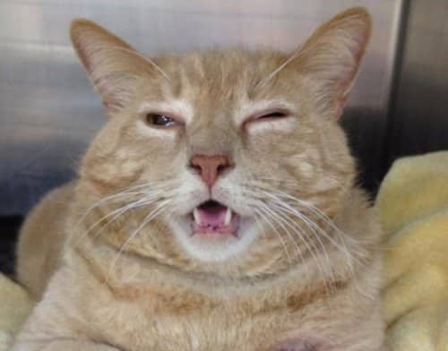 23 фото эмоциональных котиков с весёлыми комментариями для хорошего настроения