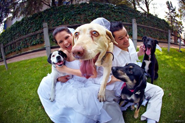Зато мне хорошо! Самые смешные свадебные фото с участием собак