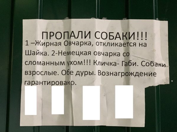 "Отдам в женские руки своего 50-летнего сына", - самые уморительные объявления, которые могли написать только в России