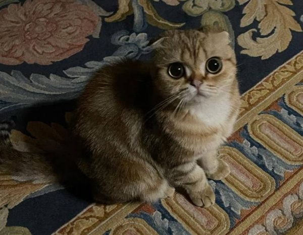 Кошка Николая Баскова. Фото Инстаграм
