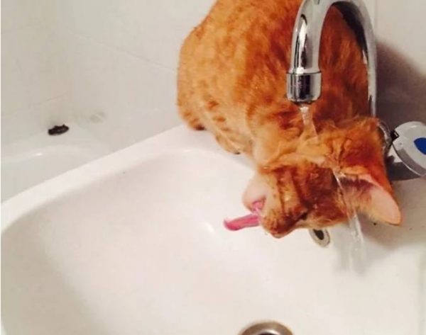 25 трагикомических фото из цикла "когда твой кот - идиот". Бывает и такое