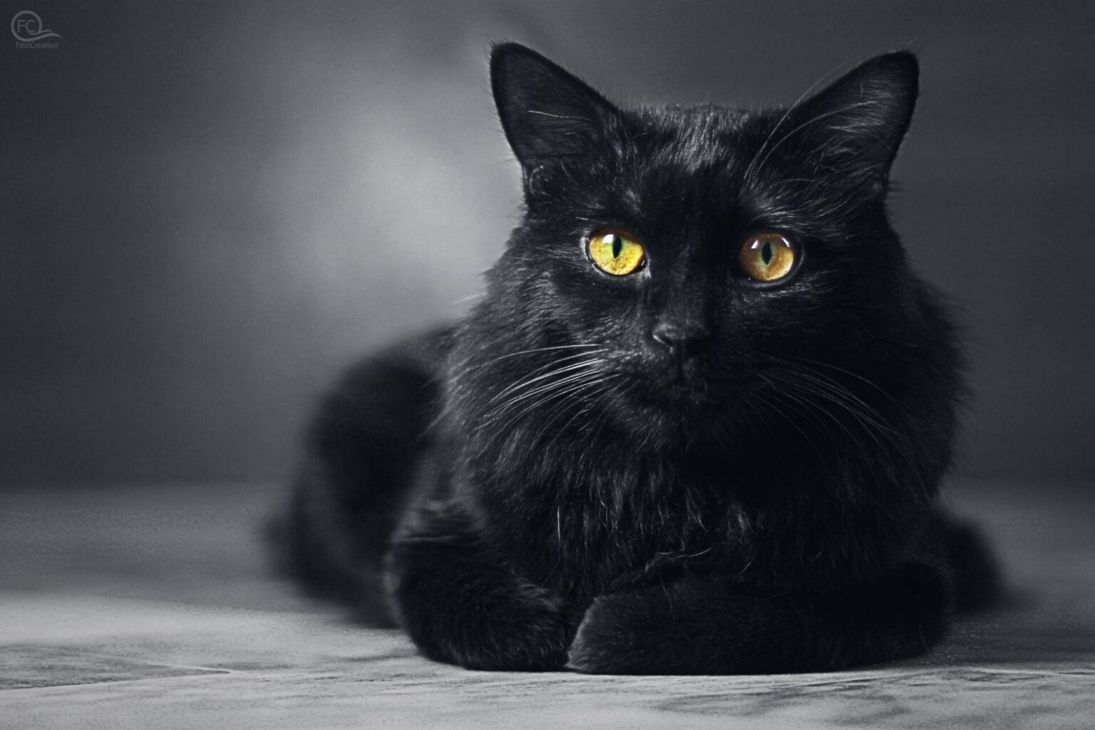 фотографии черного кота