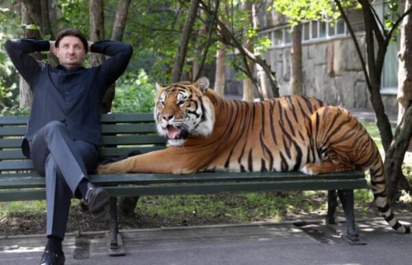 Эдгард Запашный не первый год дрессирует тигров