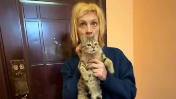 Стало известно, что кошкам, которых забрали от жены Ефремова, подыскивают новый дом