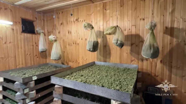 Сотрудники полиции изъяли на плантации более 21 килограмма марихуаны