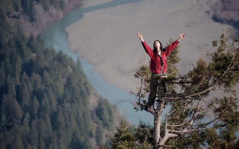 738 дней на дереве: как девушка остановила лесорубов