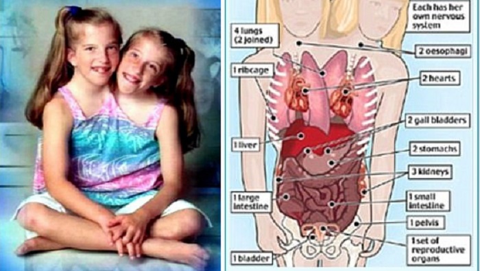 В свое время врачи подробно объясняли, как работает организм девочек. 