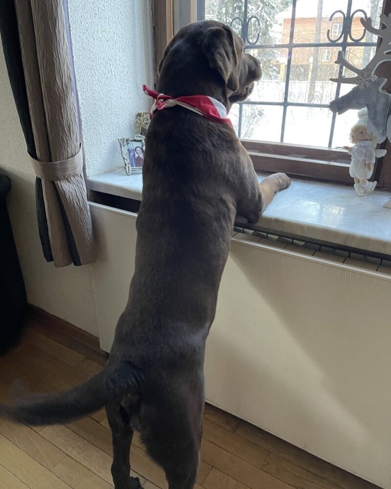 «Там нет ощущения музейной холодности»: как выглядит сказочный дом фигуристки Натальи Бестемьяновой