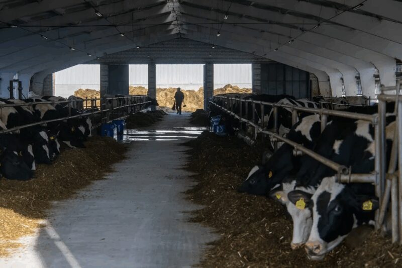 Светлана Панина, чья семья потеряла сотни голов скота, не побоялась вступить в диалог с властями.