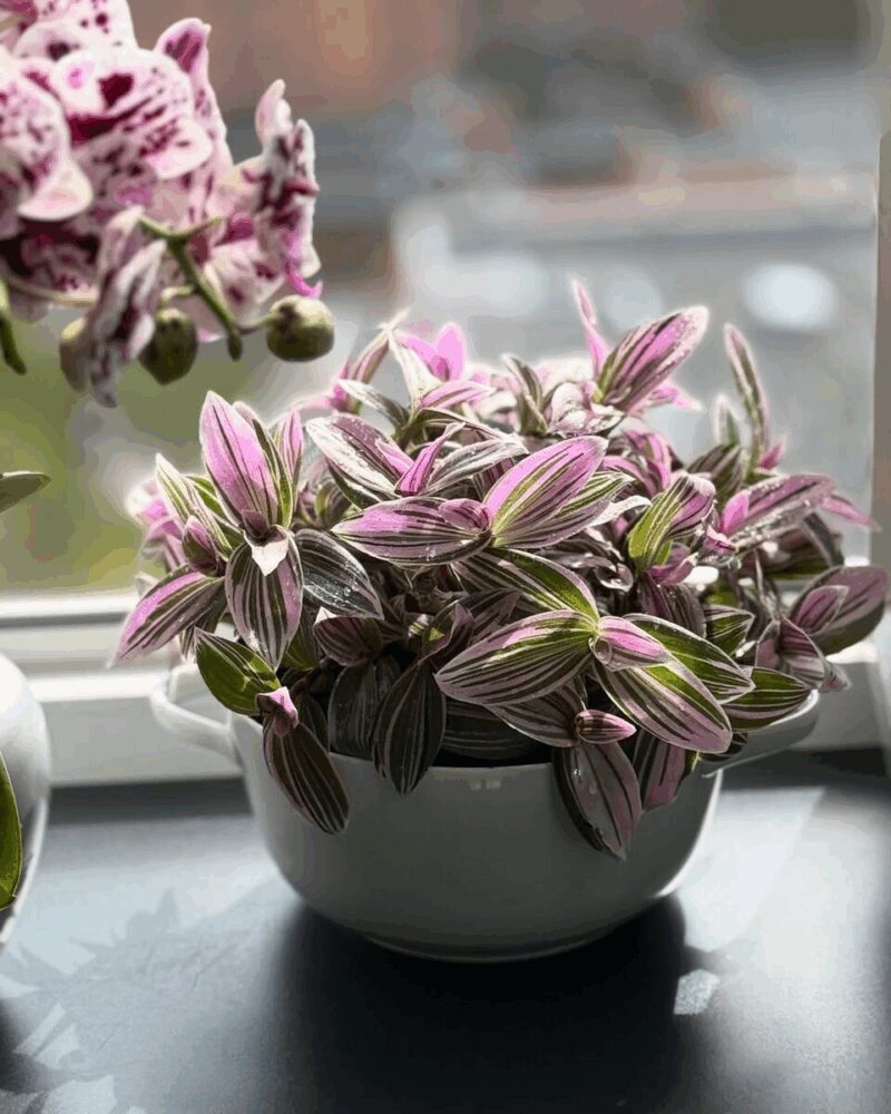 Комнатные растения в необычных керамических кашпо, придающие интерьеру особый шарм.