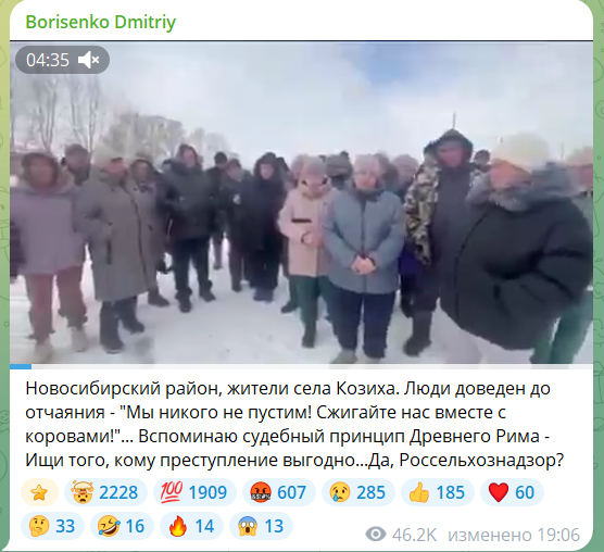 Здоровые животные под угрозой: коровы, которых фермеры считают абсолютно здоровыми, обречены на уничтожение.