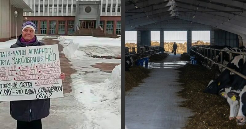 Задержана у стен правительства: «Уничтожение поголовья может преследовать цель лишить людей их имущества» – как фермер Светлана Панина борется за 200 голов скота и свободу мужа, обвиняемого в поджоге на 8 марта