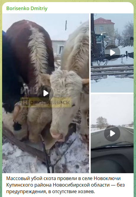 Масштабная трагедия: на крупном свиноводческом комплексе «МитПром» уничтожены десятки тысяч животных.