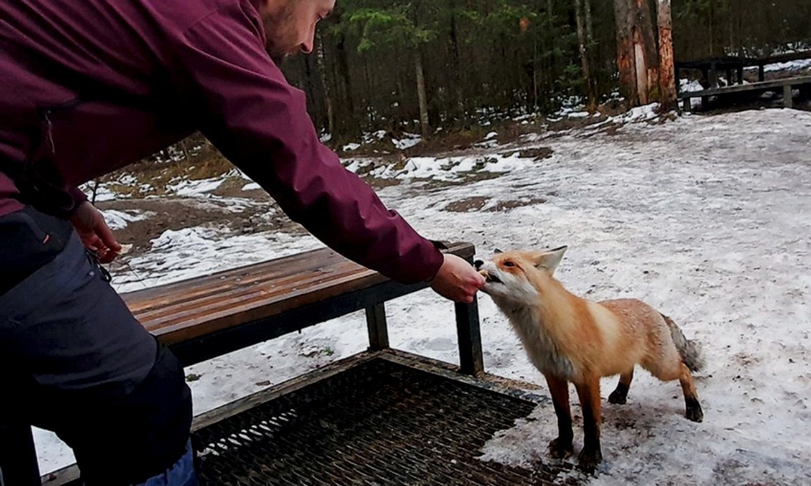 Адвокат Жаров: за кормление диких животных в городе грозит штраф