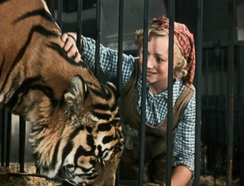 «Я думала, сойду с ума этой ночью»: как Людмила Касаткина, пережившая мужа на 11 дней, покорила тигров и стала опорой для Высоцкого