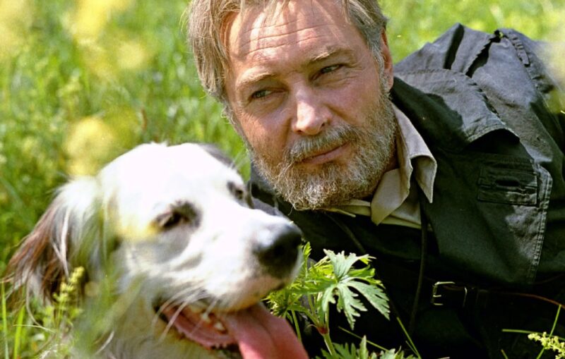 Сердце Бима: Неизвестная драма английского сеттера, которого предали после триумфа на экране