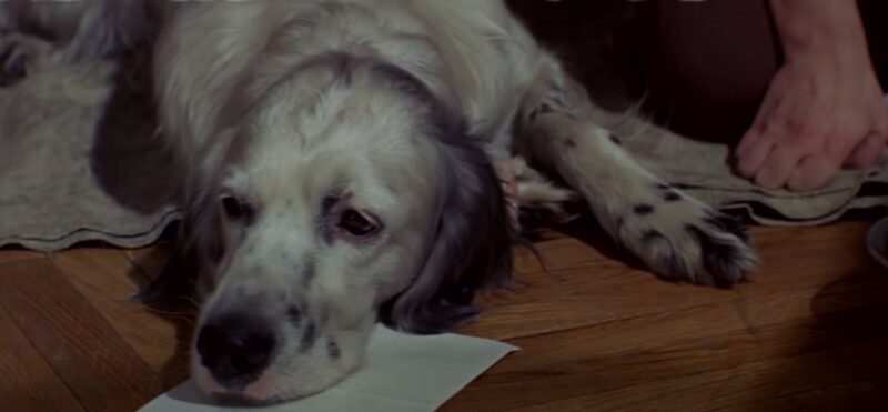 Кадр из фильма «Белый Бим Чёрное ухо», который покорил сердца миллионов зрителей.