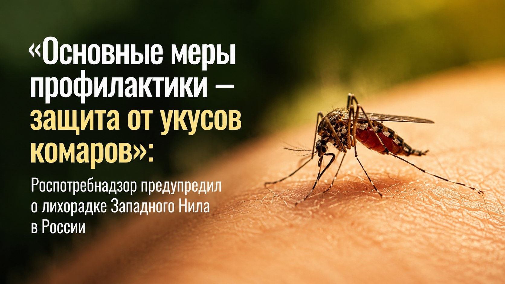 «Основные меры профилактики — защита от укусов комаров»: Роспотребнадзор предупредил о лихорадке Западного Нила в России