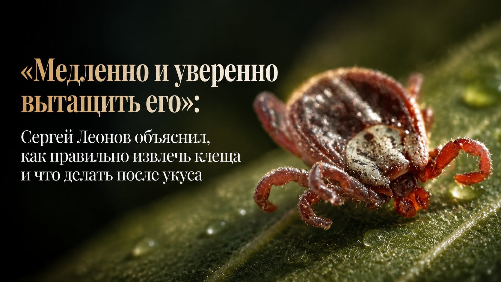 «Медленно и уверенно вытащить его»: Сергей Леонов объяснил, как правильно извлечь клеща и что делать после укуса