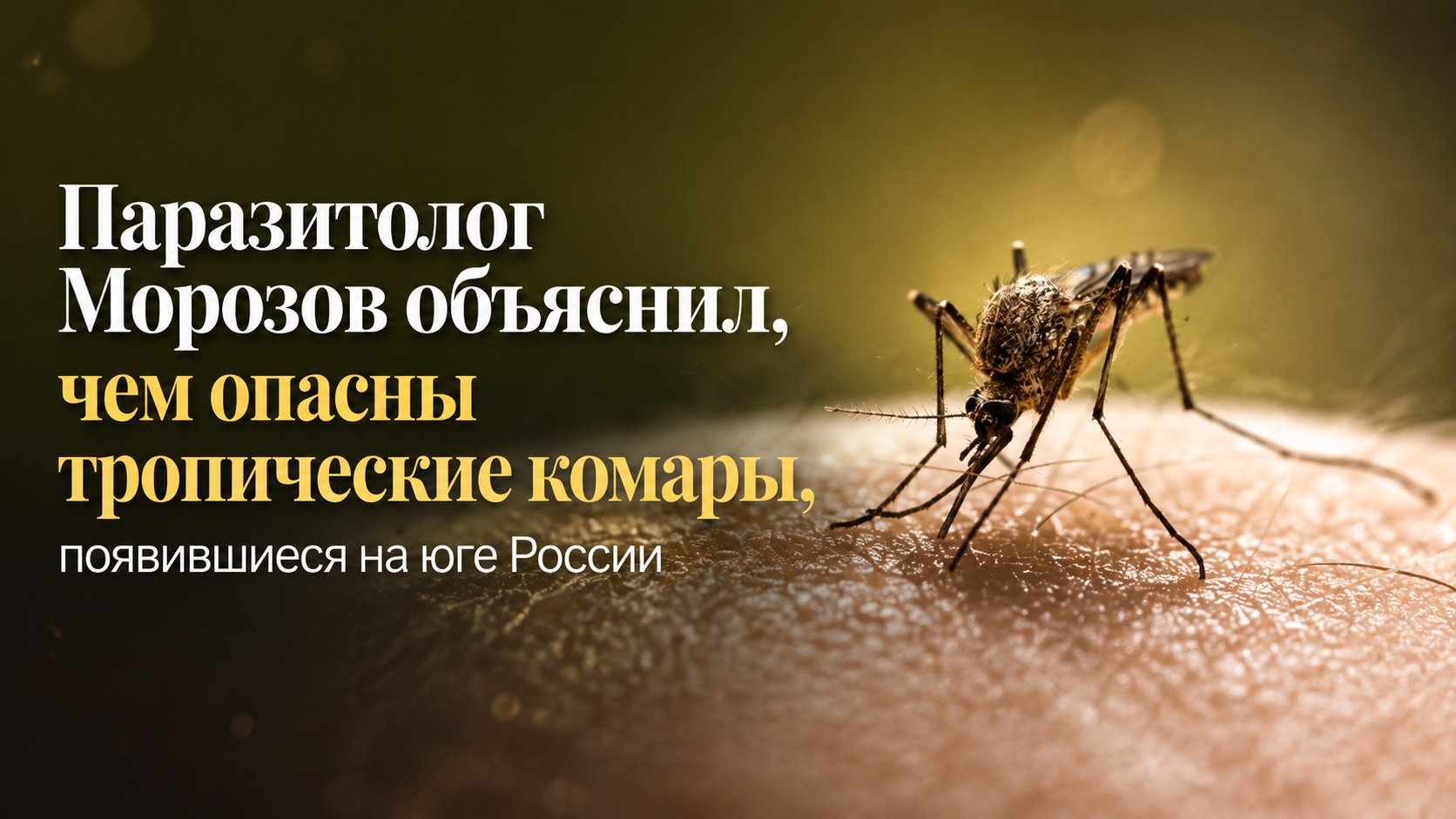 Паразитолог Морозов объяснил, чем опасны тропические комары, появившиеся на юге России