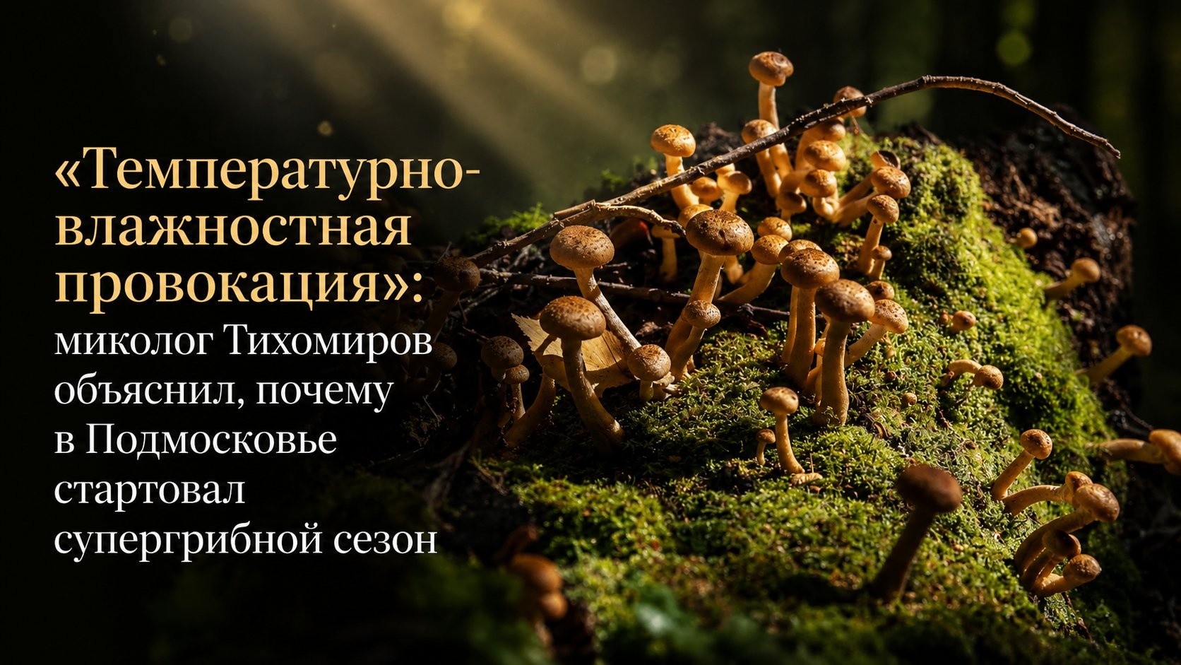 "Температурно-влажностная провокация": миколог Тихомиров объяснил, почему в Подмосковье стартовал супергрибной сезон