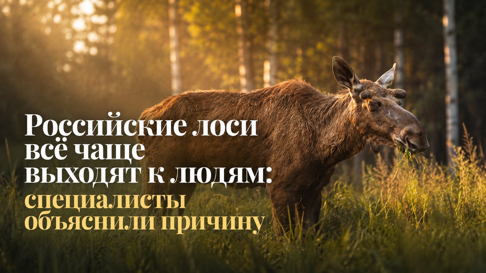 Российские лоси всё чаще выходят к людям: специалисты объяснили причину
