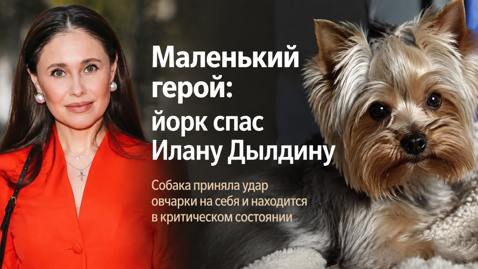 Йоркширский терьер спас звезду «Уральских пельменей» Илану Дылдину от овчарки и оказался в критическом состоянии