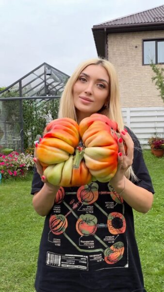 Почти 4,6 килограмма: как выращенный в Красноярске томат возглавил мировой рейтинг тяжеловесов